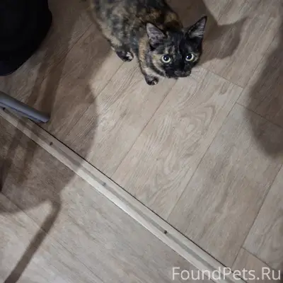 Пропала кошка,