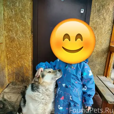 Пропал пёс, нет одной задней лапы, пос. Роза
