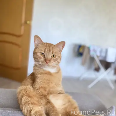 Пропала кошка Мелисса, ул. Сушанская