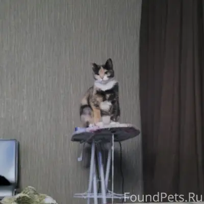 Пропала кошка, Поле слёз