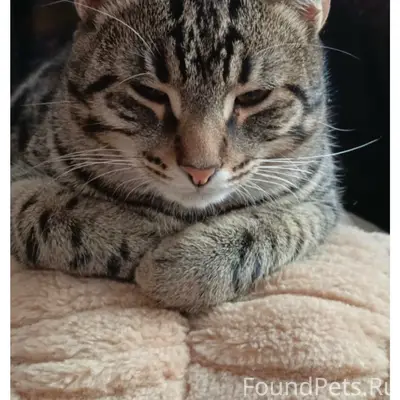 Пропал кот, 