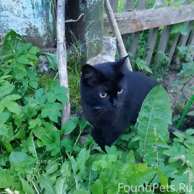 Пропала кошка Вакса, район Мелихово, Ржев