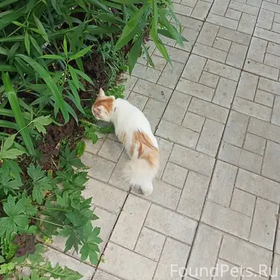 Найдена кошка Мира 47