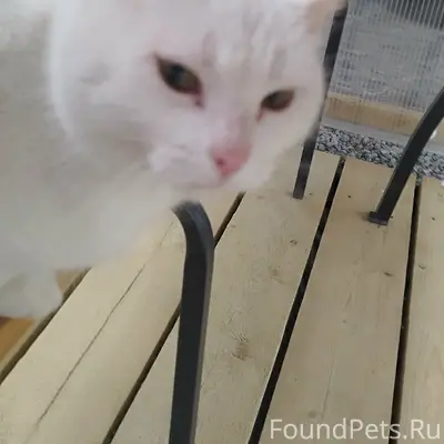 Пропала кошка, Посвир