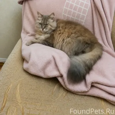 Пропала кошка Маркиза, Анапа