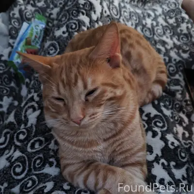 Пропали кот и кошка Башмак и Миса, ул. Ленина