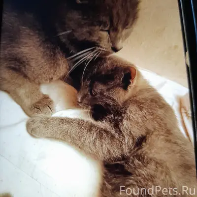 Пропал кот Сафон, ул. Чапаева