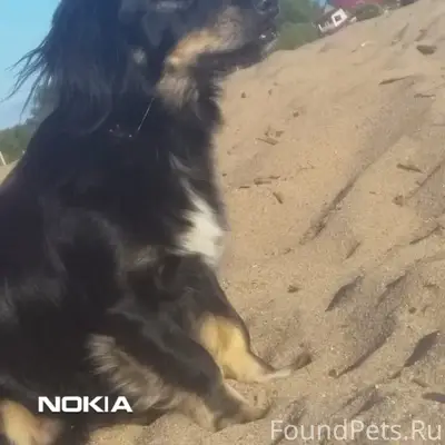 Пропал пёс Майло