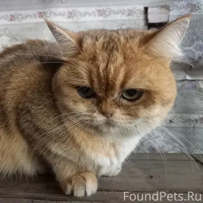 Найдена кошка, похожая на британскую золотую шиншиллу, Домодедово