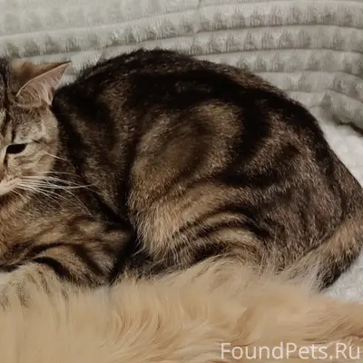 Пропала кошка Поля, посёлок Удельная
