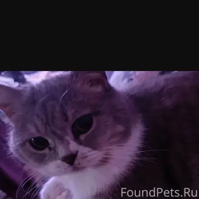 Пропала кошка Боня