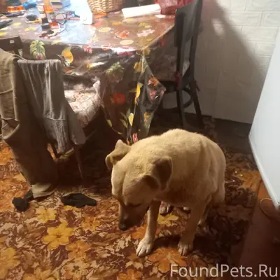 Найден пёс, деревня Енюково