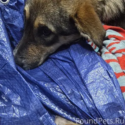Найден щенок, Североморские причалы