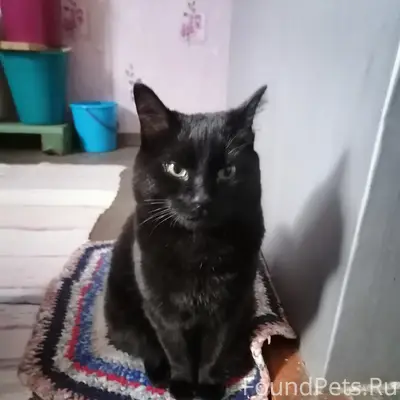 Пропала кошка Марселина, пер. Северный