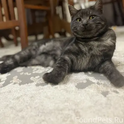 Пропал Кот Сёма найдись 🙏🏻