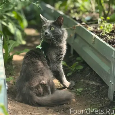 Пропал кот Мигель, Вурманкасы
