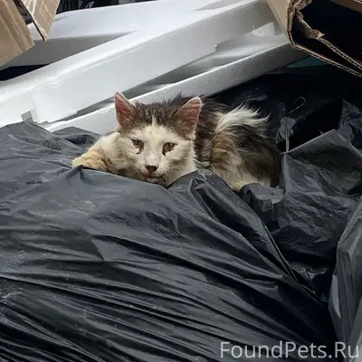 Найдена кошка, посёлок Авангард