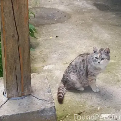 Найдена кошка, переулок Шангальский