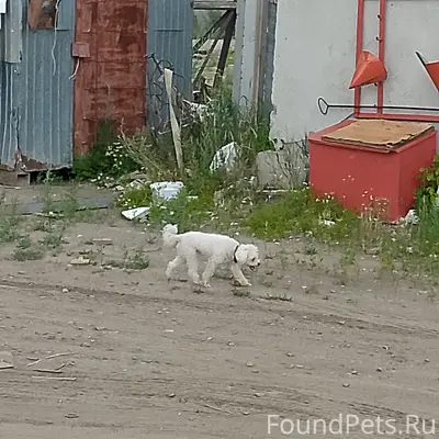 Найдена собака
