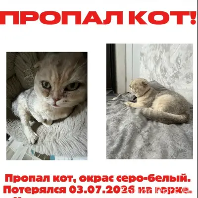 Пропал кот, город Новозыбков