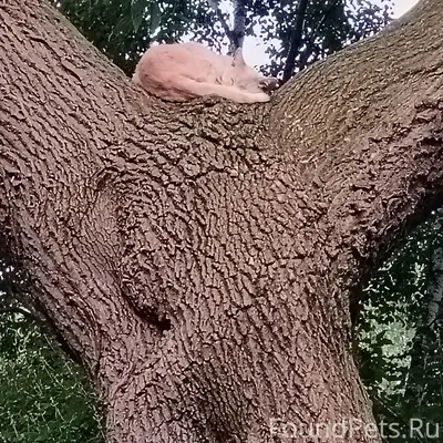 Найдена кошка