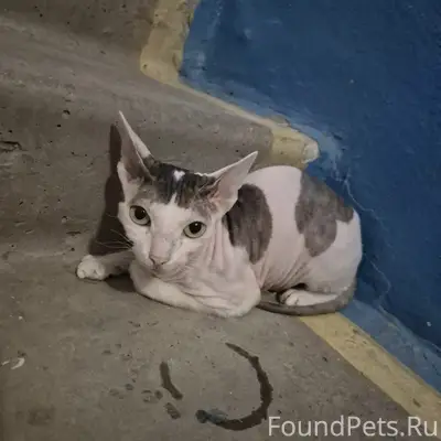 Найдена кошка, ул. Лихачева, 49