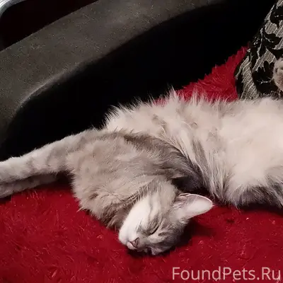 Пропала кошка Мусей, Мкр. Деткая