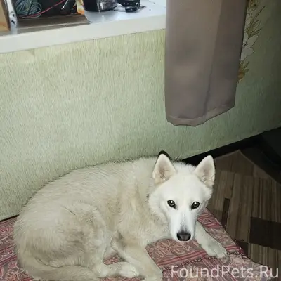 Пропала собака Ася, СНТ Тайга 1