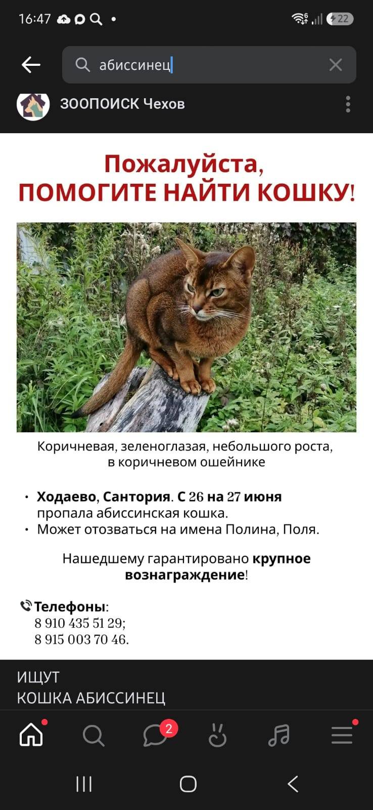 Пропала абиссинская кошка