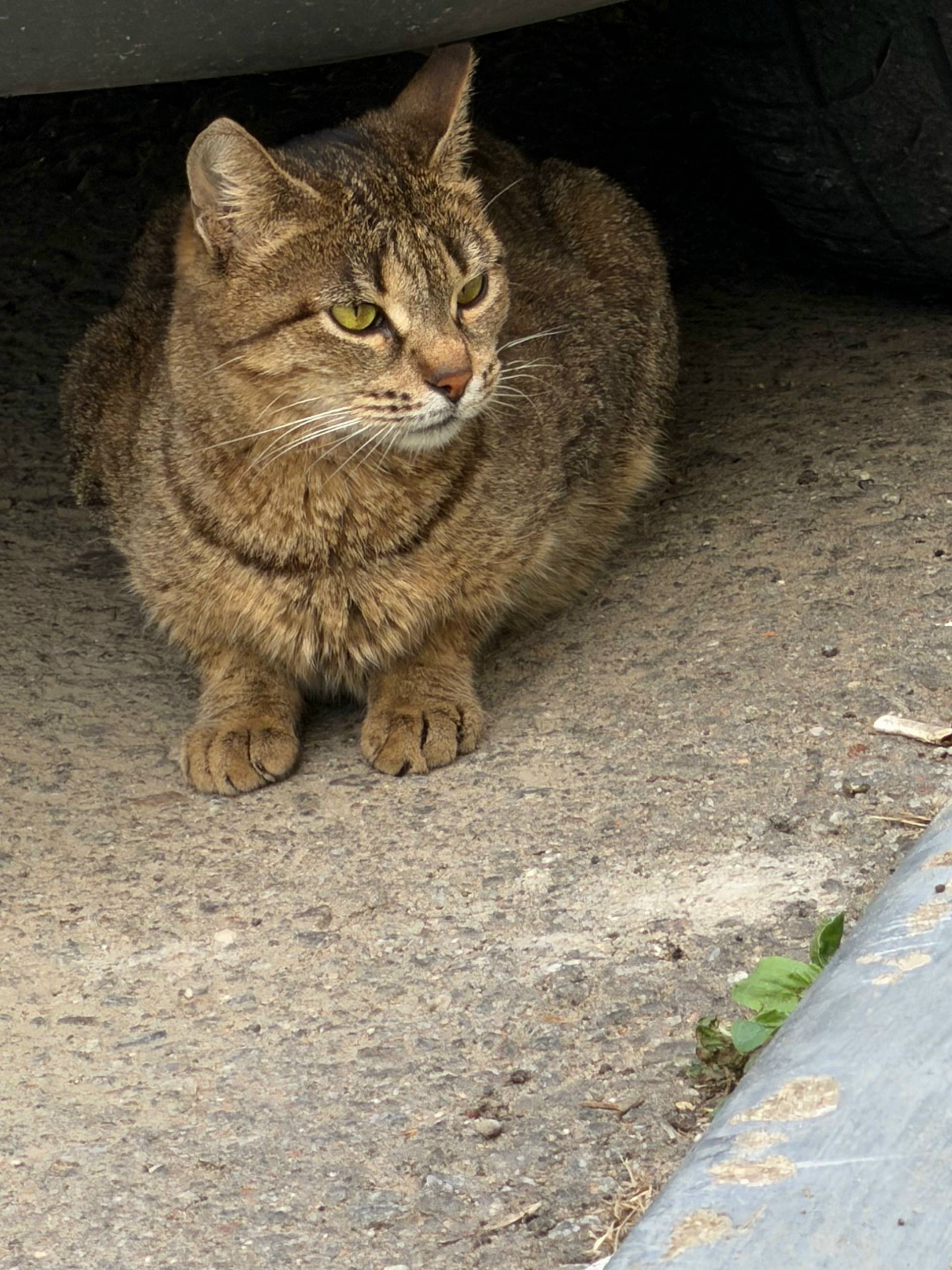 Найдена кошка, ул. Гагарина