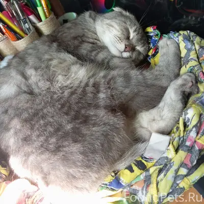 Пропала шотландская вислоухая Плюсенька, Новая Слобода