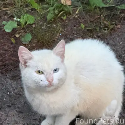 Найден белый котик с разноцветными глазами, Черный Дол