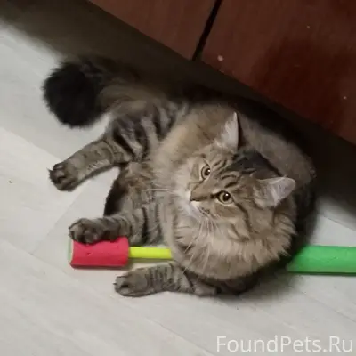 Пропала кошка, район Максима Горького