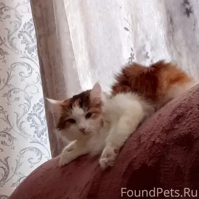 Пропала кошка без хвоста, кооперативная 148а