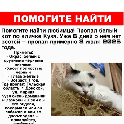 Пропал кот Кузя, г. Донской
