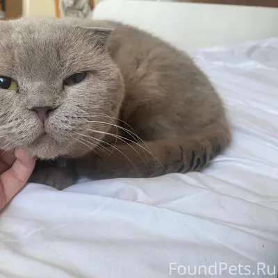 Пропал кот Котя, район ул. Студенческая 6