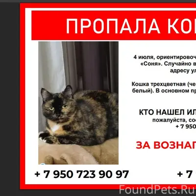 Пропала трёхцветная кошка Соня, ул. 9 Мая