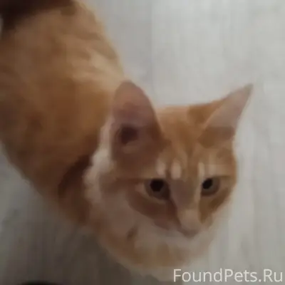 Пропал рыжий кот, неизвестен район
