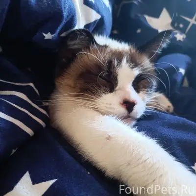 Пропала кошка, район вокзала