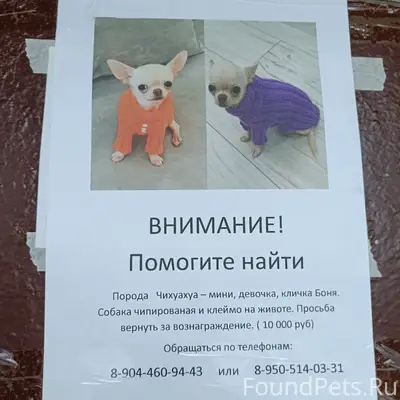 Пропала чихуахуа-мини Боня, седьмой микрорайон