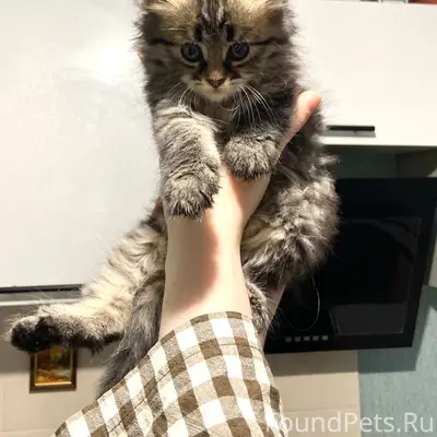 Найдена кошка, Москва и Московская область