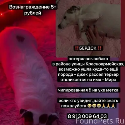 Пропала джек рассел терьер Мира, Бердск