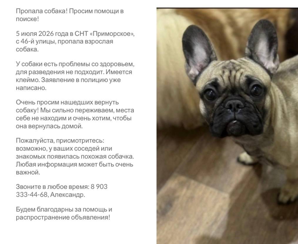 Пропала собака, снт «Приморское»