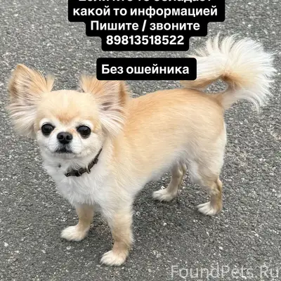Пропала собака, Мурманская