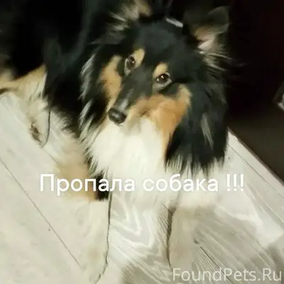 Пропала собака, мурманск