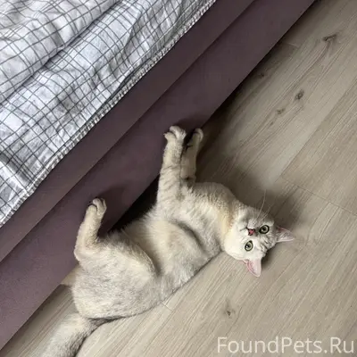 Найден кот, около декабристов 1