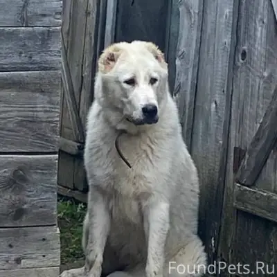 Найден алабай, микрорайон Южный
