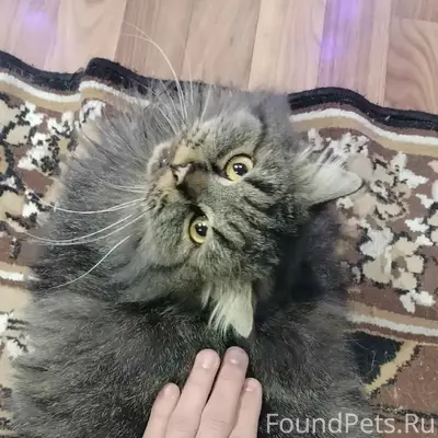 Пропал кот, Фрг, улица Данецкая