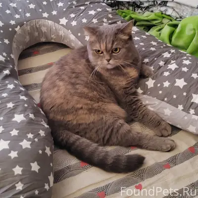 Пропала кошка, район Козловка