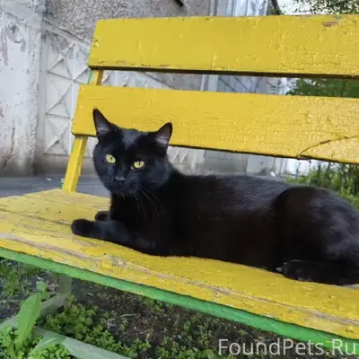 Пропал кот Максик, Ленина 92/2
